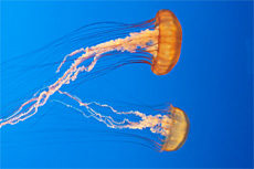 Key West Key West Aquarium cruise excursion